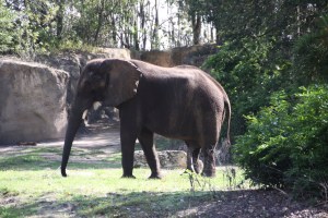 Safari at Animal Kingdom